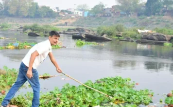 How an Engineer in Jharkhand Makes Sarees With Water Hyacinths, the ‘Terror of Bengal’
