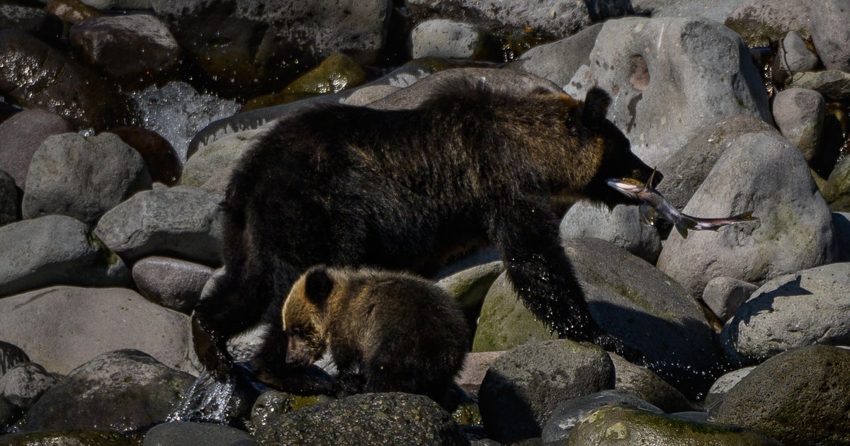 Body of suspected bear attack victim found on mountain
