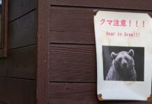 Bear goes on rampage in Japan, injuring 4 people