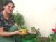 Ludhiana Gardener Grows Fresh Coriander at Home From the Roots Most People Throw Away