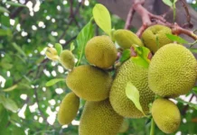 Meet the Kerala Man Whose 210-Variety Jackfruit Orchard Could Change How You Garden