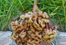 This Kerala Farmer Grew Up to 4.5 Kg of Ginger in One Grow Bag — Here’s How