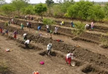 This Labourer Helped His Village Grow 65000 Trees & Stay 3°C Cooler