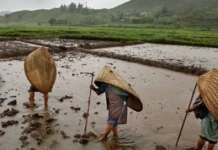 This Remote Village Gets 5x More Rain Than Mumbai Every Year — How Does It Survive?