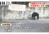 Bear Sightings Continue Across Utsunomiya as Schools Remain Closed