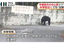 Bear Sightings Continue Across Utsunomiya as Schools Remain Closed