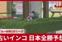Parrot Predicts Japan to Win All Group Matches at World Cup