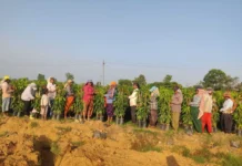 How This 4-Km Stretch in Karnataka Produces 50 Lakh Mango Saplings Every Year