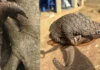 How This New DNA Tool Could Reveal Where Trafficked Pangolins Were Poached