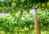 Learn Passion Fruit Cultivation From a 62-YO Who Has Been Growing It for 8 Years