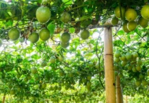 Learn Passion Fruit Cultivation From a 62-YO Who Has Been Growing It for 8 Years