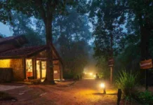Why Travellers Are Choosing This Village-Run Forest Lodge in Kanha Over Luxury Resorts