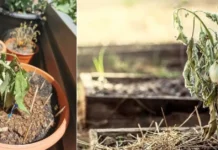 10 Reasons Why June May Not Be the Best Month to Plant Trees