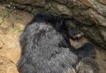 Trapped, Dehydrated, and Running Out of Time: The Rescue of a Sloth Bear in Odisha