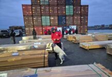 Dogs help uncover record haul of drugs hidden in lumber