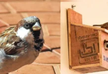 Hyderabad Neighbourhood Brings Back 20,000 Sparrows Almost Lost to the City—Bird Expert Reveals How