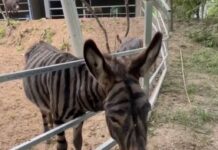 Zoo paints donkey with stripes to look like zebra— and visitors aren’t wild about it