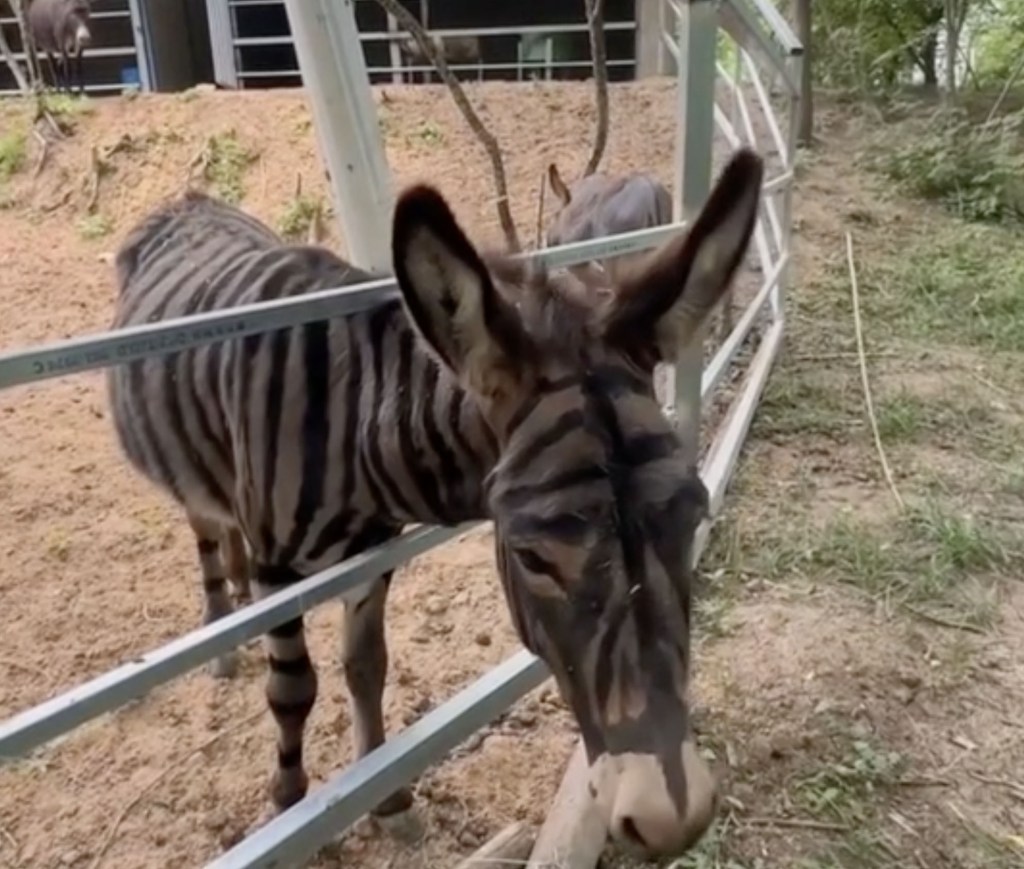 Zoo paints donkey with stripes to look like zebra— and visitors aren’t wild about it