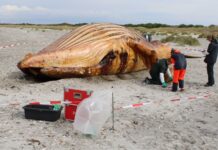 Whale Timmy cut open in public autopsy