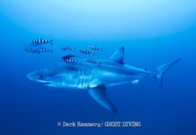 Great white shark captured on video in Mediterranean in rare sighting