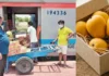 This Rare Bihar Mango Travels to the President Every Year