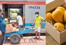 This Rare Bihar Mango Travels to the President Every Year