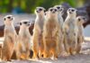 Rotterdam Zoo euthanizes healthy meerkats after conflict
