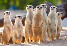 Rotterdam Zoo euthanizes healthy meerkats after conflict