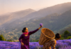 At 10,000/Kg, is Lavender the New Apple of Kashmir?