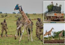 Giraffes get a new home in Uganda to escape oil drilling