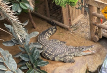 Boy, 3, had five surgeries after crocodile attack