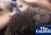 Swift nest reportedly thrown in skip during house renovations in South Tyneside