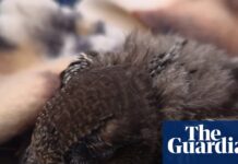 Swift nest reportedly thrown in skip during house renovations in South Tyneside