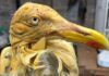 Alarm after herring gulls found covered in oil