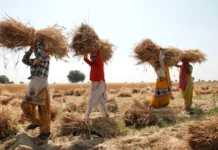 How Indian Farmers Predicted Rain Centuries Before Weather Forecasts