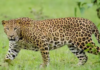 Leopard Attacked Sheep in Sircilla