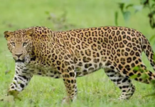 Leopard Attacked Sheep in Sircilla