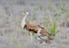 Gujarat : Second ‘jumpstart’ GIB Chick Passes Critical Stage Of Survival