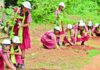Malkajgiri Municipal Corporation Pushes Tree Plantation
