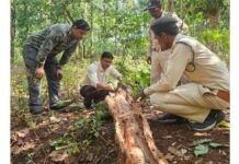 Borer Infestation Takes Epidemic Form in MP’s Sal Forest