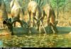Ensure Water for Wildlife, Forest Officials Told