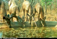 Ensure Water for Wildlife, Forest Officials Told