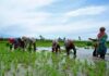 Rain Brings Relief To Farmers In Karimnagar