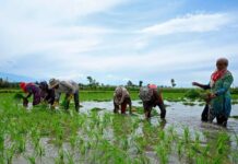 Rain Brings Relief To Farmers In Karimnagar