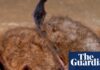 Canadian boy dies of rabies after waking to find bat on his face