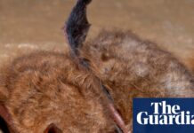 Canadian boy dies of rabies after waking to find bat on his face