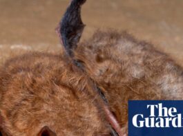 Canadian boy dies of rabies after waking to find bat on his face