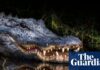 Florida woman’s autopsy report reveals extent of alligator attack
