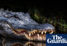 Florida woman’s autopsy report reveals extent of alligator attack