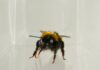 Do bees have inner lives? Slow-motion video reveals bumblebee behaviour similar to ‘liking’ or ‘disliking’